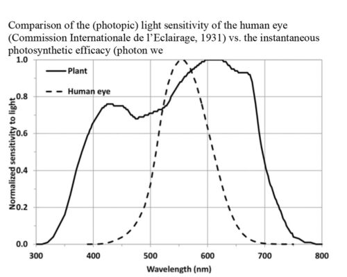 Grow Light Sensitivity Grow Light Sensitivity
