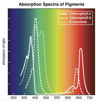 Wavelengths of light and photosynthetic pigments Wavelengths of light and photosynthetic pigments